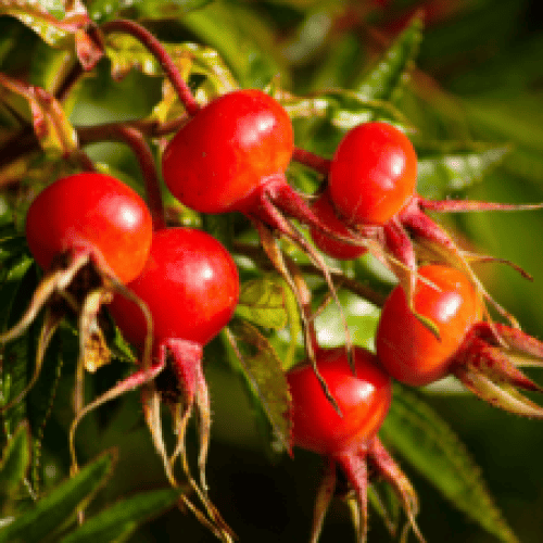 Rosehip–300×225 Rosehip--300x225